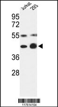 COPS3 Antibody (Center)