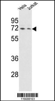 HNRPQ Antibody (C-term)