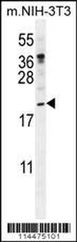 PTN Antibody (N-term)
