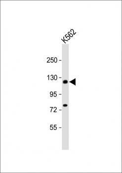 DAXX Antibody (S495)