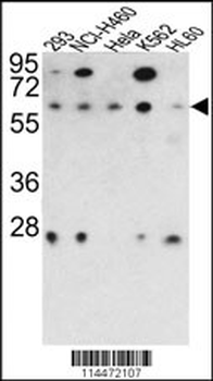 PR48 Antibody (N-term)