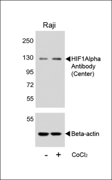 HIF1Alpha Antibody (Center)