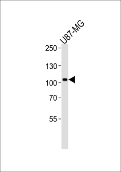 NTRK3 Antibody
