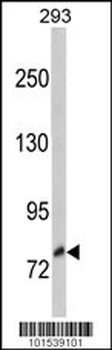 TRKC Antibody (N-term)