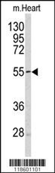 Sestrin-1 Antibody (C-term)