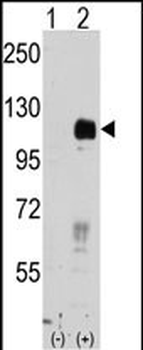 EphB4 Antibody