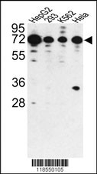 PHACTR2 Antibody (N-term)