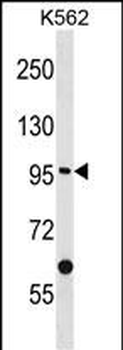 EPHA10 Antibody (Center)
