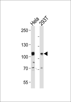 EPHA10 Antibody (N-term)