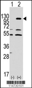 EphA7 Antibody