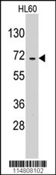 EARS2 Antibody (C-term)