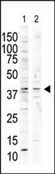 MAPK13 Antibody (C-term)