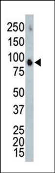 ERK4 Antibody (C-term)