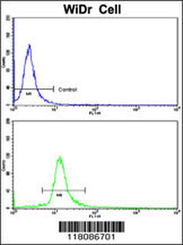 DDX53 Antibody (C-term)