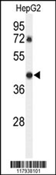DDX39 Antibody (Center Y265)
