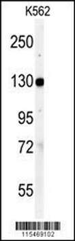 VINC Antibody (N-term)
