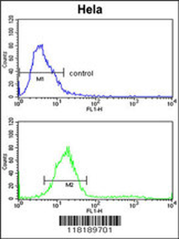 TECPR1 Antibody (C-term)