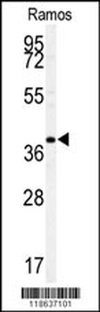 MAF Antibody (C-term)