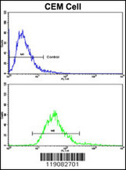 MGMT Antibody (C-term)