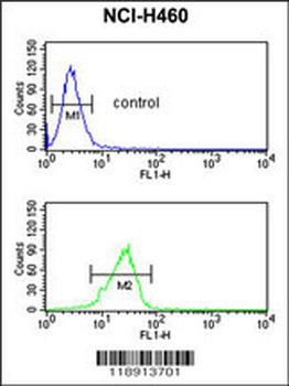 PITX1 Antibody (Center)