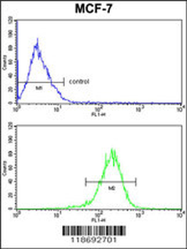 C1QA Antibody (C-term)