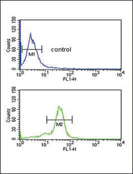 MSRA Antibody (N-term)