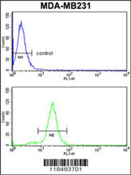 SERPINA3 Antibody (C-term)