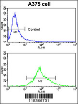 CA14 Antibody (N-term)