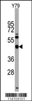 TGIF Antibody (Center L223)