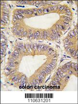 REA (PHB2) Antibody (C-term)
