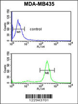 PRKAA1 Antibody