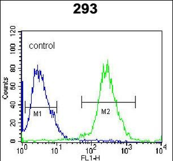 UCK2 Antibody (C-term)