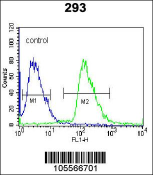 RFK Antibody (N-term)