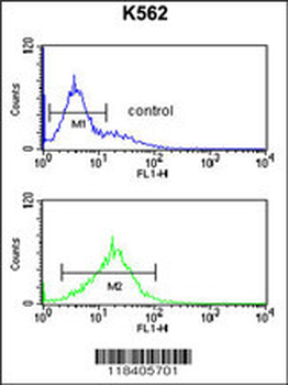 PKM2 Antibody (C-term L398)