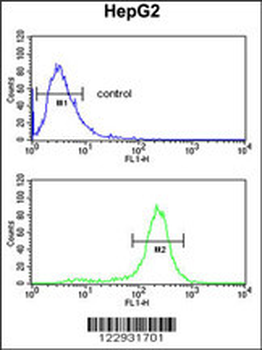 MASTL Antibody