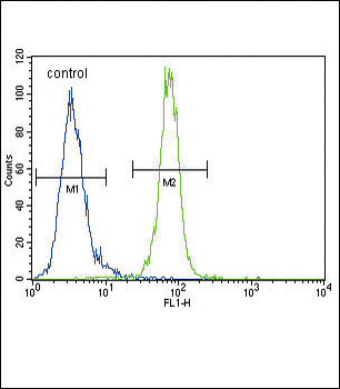 AKT1 Antibody (N-term)