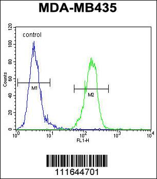 AKT1 Antibody (N-term)