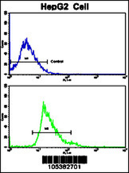 CKM Antibody (C-term)