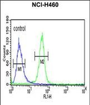 AKT2 Antibody