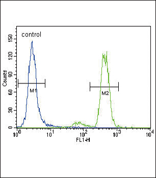 PKC alpha Antibody (C-term)