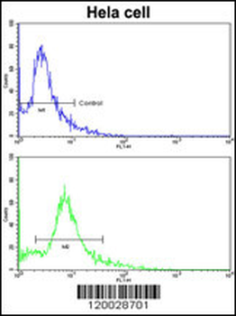 PDRG Antibody (N-term)