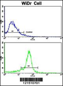 TPH1 Antibody (N-term)