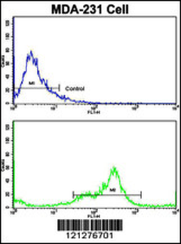 VCP Antibody (C-term)