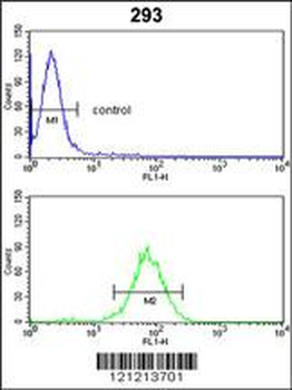 GNPAT Antibody (C-term)