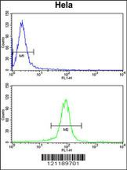 GALE Antibody (Center)