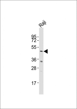 GLUL Antibody (N-term)