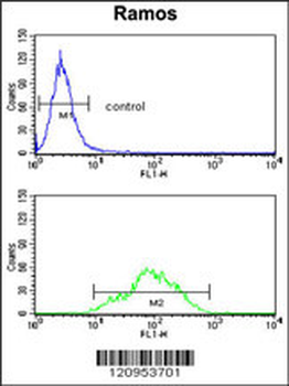 ETFDH Antibody (N-term)