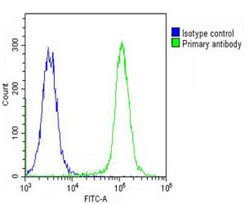 RASIP1 Antibody (Center)