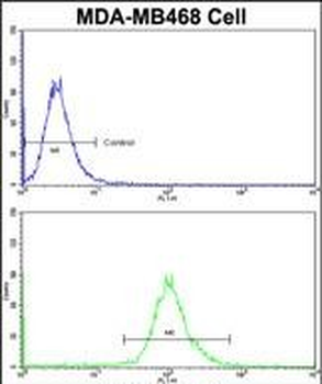 ASPA Antibody (N-term)