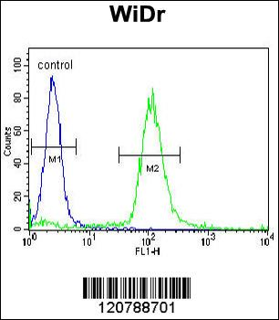 SFRS1 Antibody (C-term)